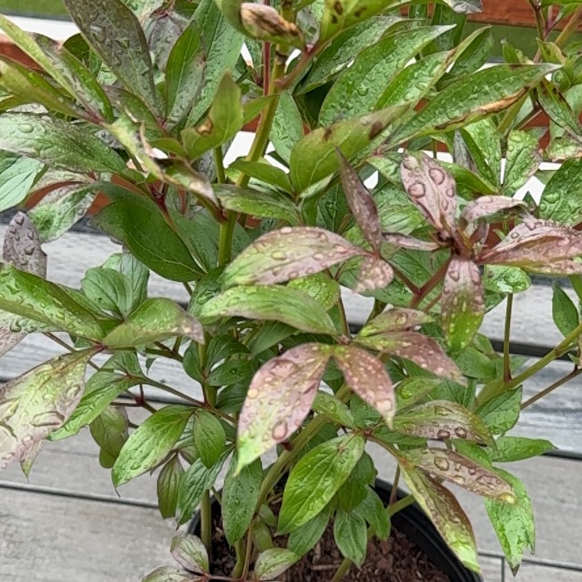 Photo of the plant species Sarah Bernhardt Peony by @StatelyClusia named Naomi on Greg, the plant care app