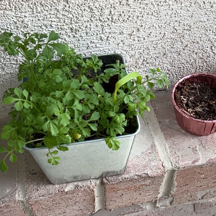 Photo of the plant species Garden Cress by @BeanzDelish named Sproutacus on Greg, the plant care app