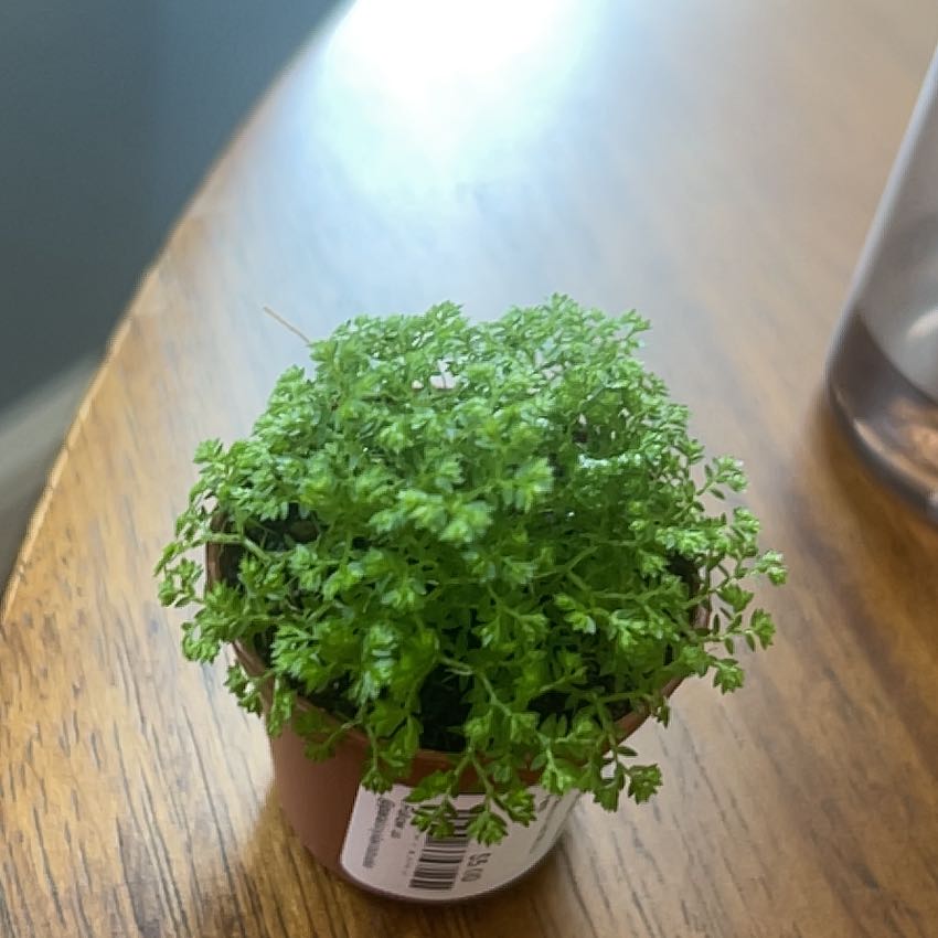 Photo of the plant species Meadow Spikemoss by @TopSeagrapes named Einstein on Greg, the plant care app