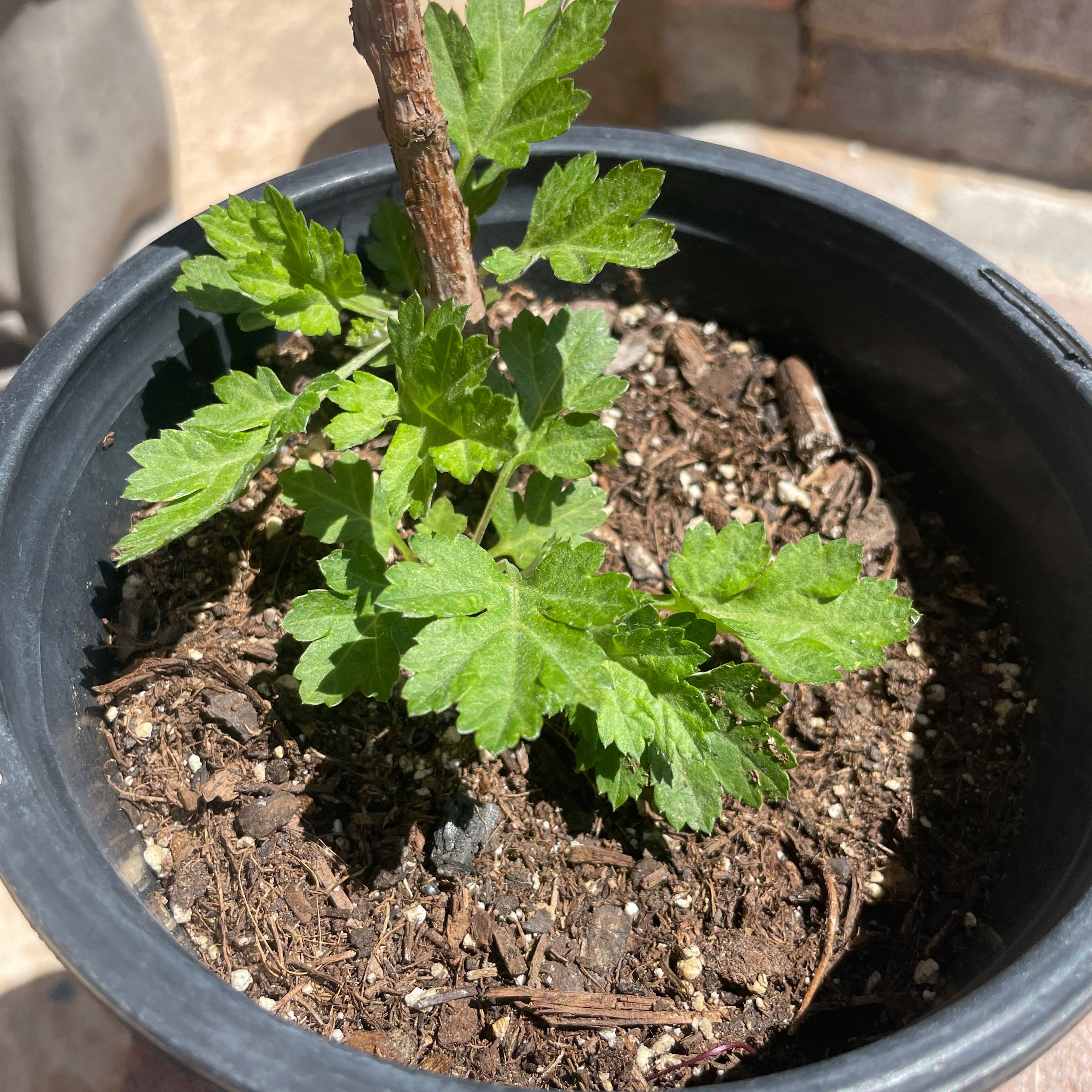 Photo of the plant species Arctic Raspberry by @7ohdubs named Gaga on Greg, the plant care app