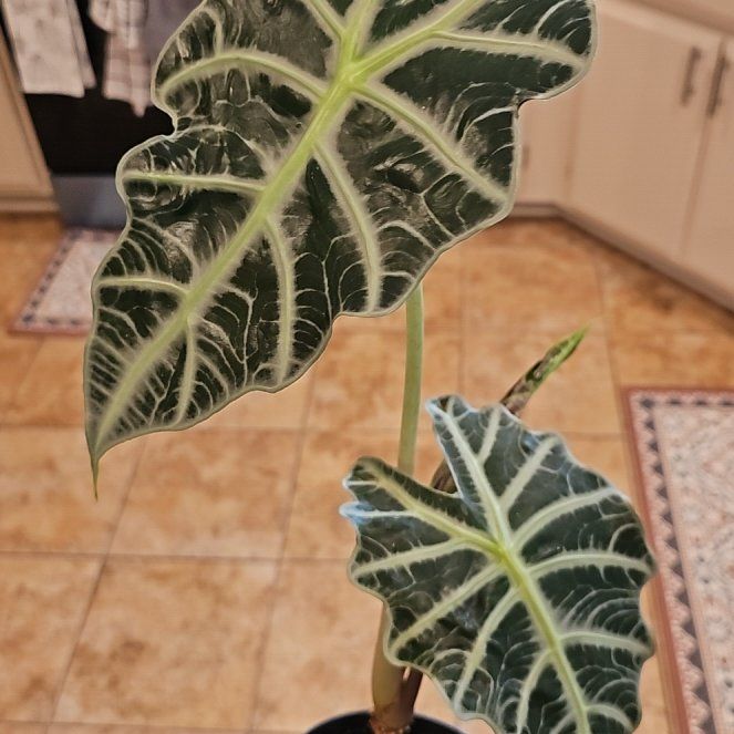 Photo of the plant species Elephant Ears by @ModernFanpalm named Keanu Leaves on Greg, the plant care app