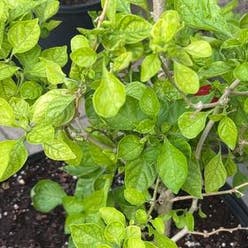 Ghost Pepper plant