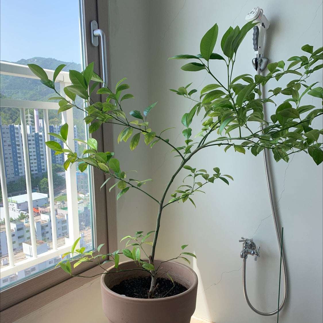 Indoor potted Mandarin orange plant with green leaves and visible soil.
