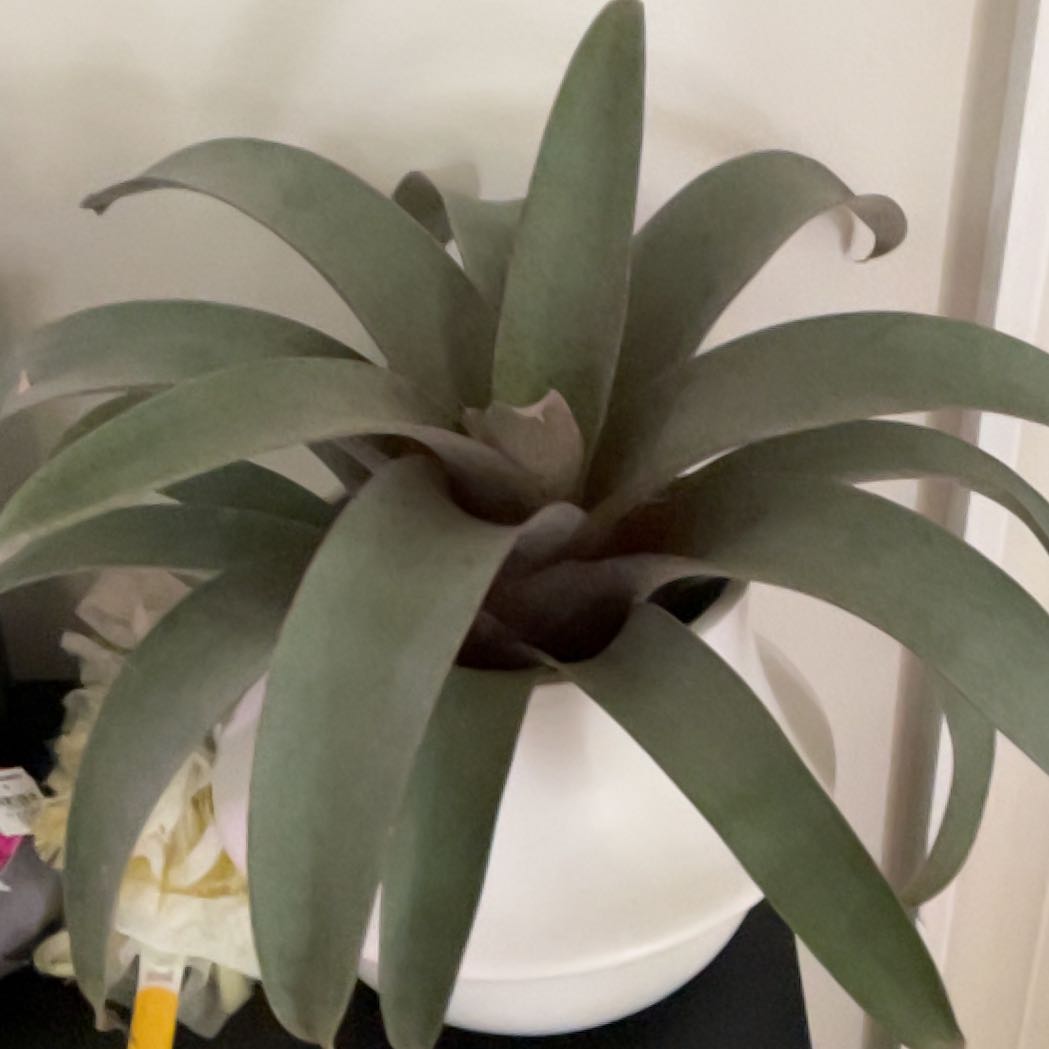 Photo of the plant species Bromeliad by @WorthyFittonia named Diana on Greg, the plant care app
