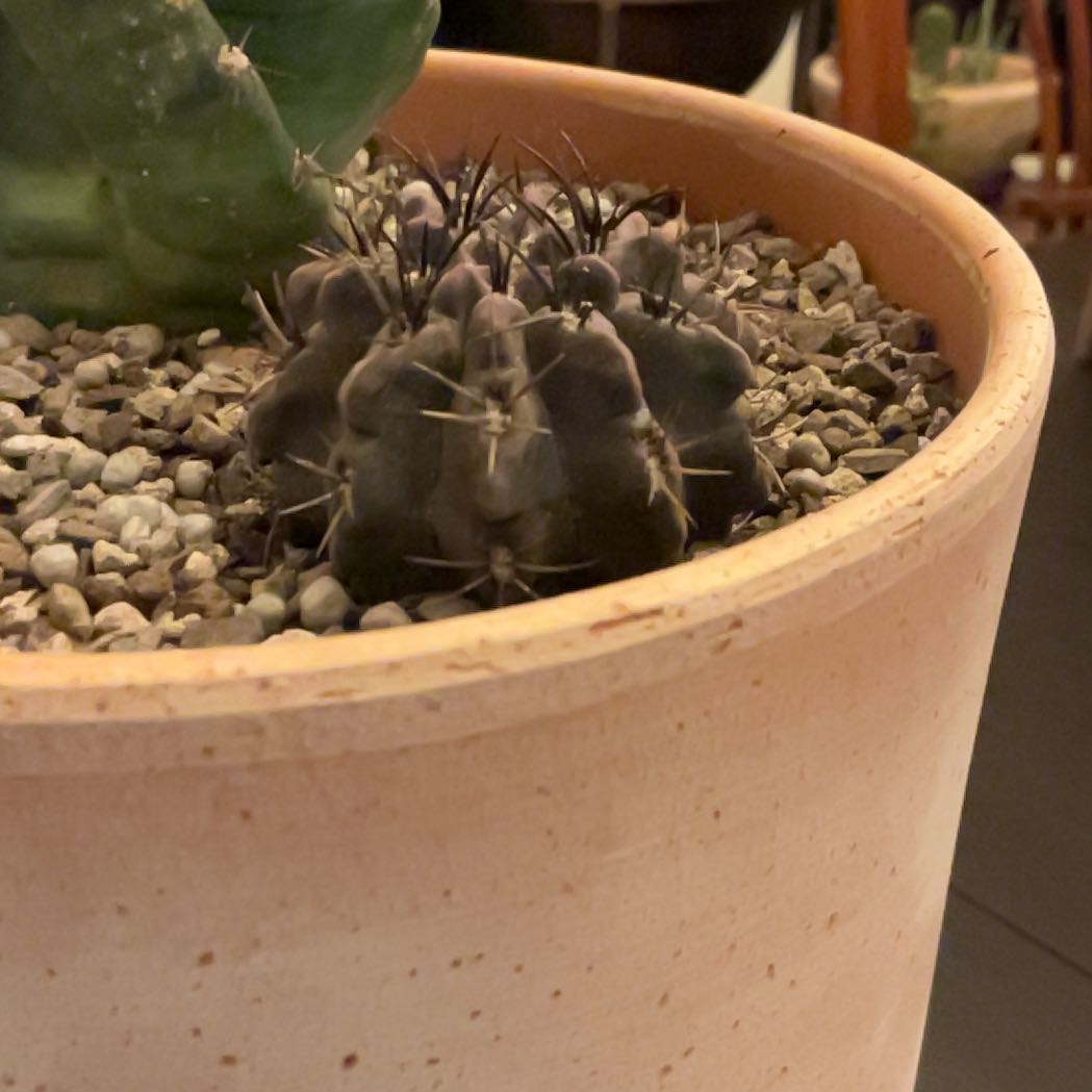Photo of the plant species Neoporteria multicolor by @WorthyFittonia named Kesha on Greg, the plant care app