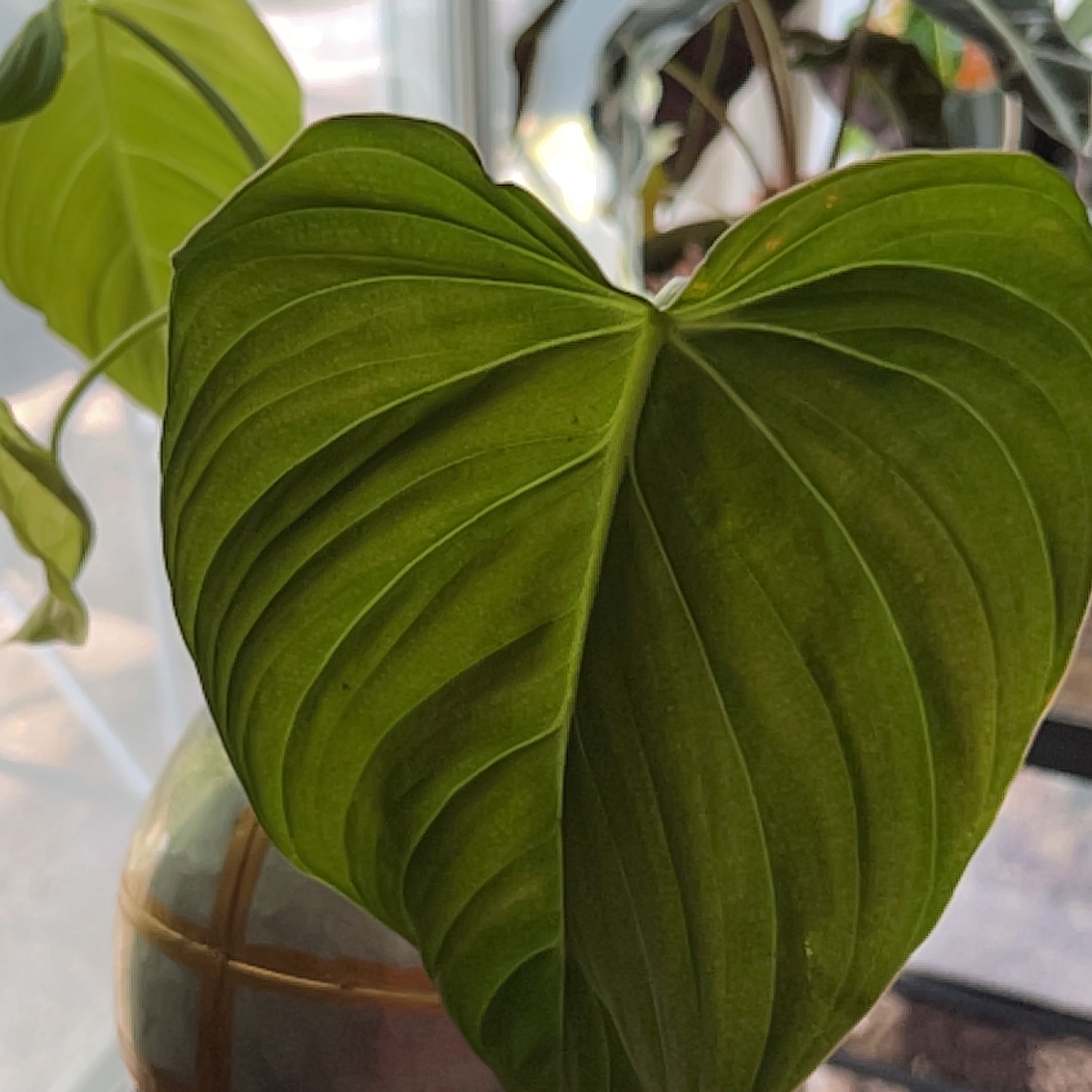 Philodendron 'Glorius' with large, healthy green leaves.