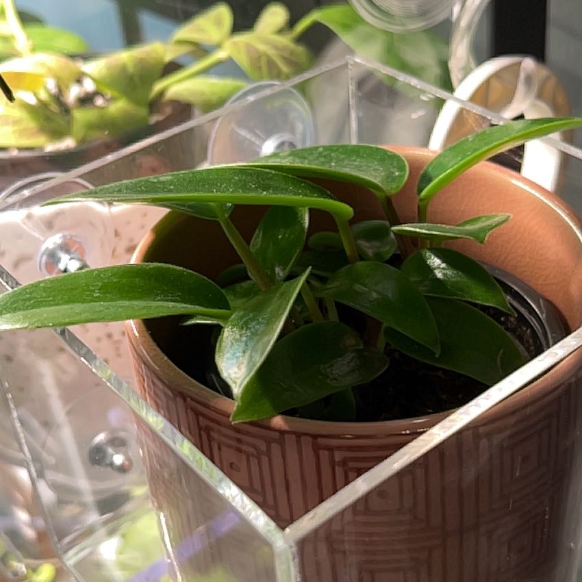 Photo of the plant species Peperomia elongata by @Nurseprac named Remington on Greg, the plant care app