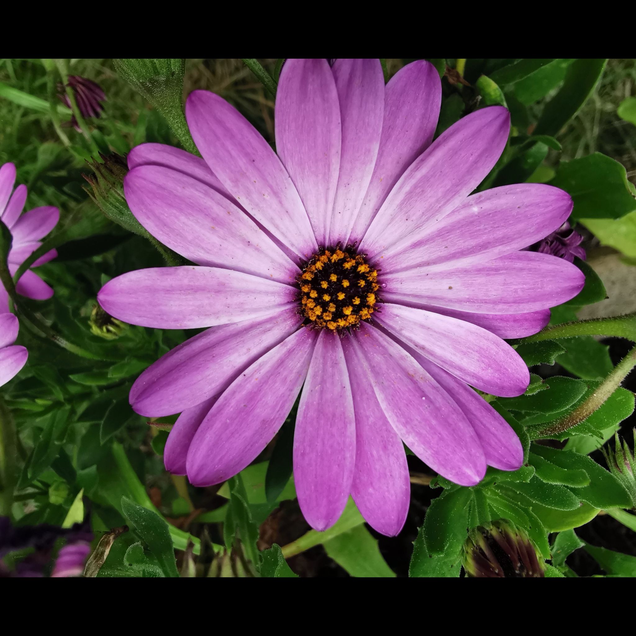 Vibrant purple Weather Prophet flower with a dark center and yellow accents.