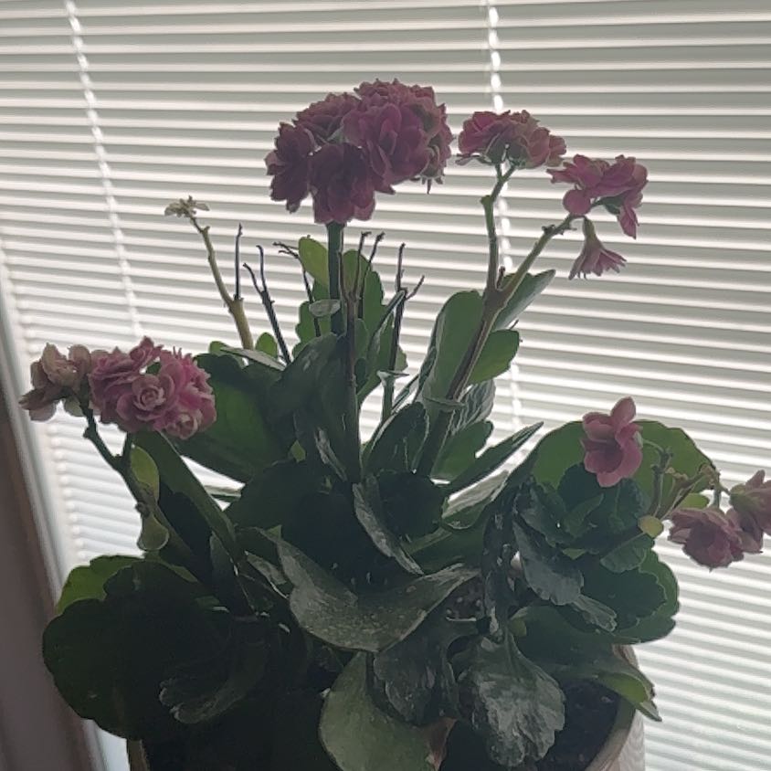 Photo of the plant species Dianthus Caryophyllus by @UnspoiledGollum named Bruce Lee on Greg, the plant care app