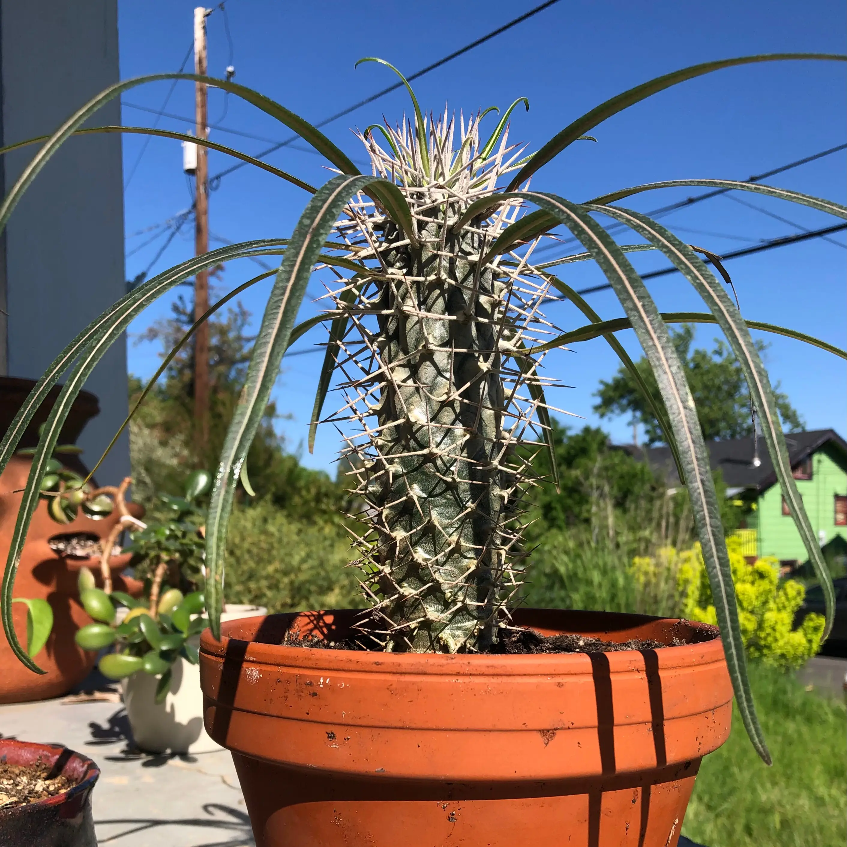 Photo of the plant species Silver Madagascar Palm by @PColasanti named Jejy Betsileo on Greg, the plant care app