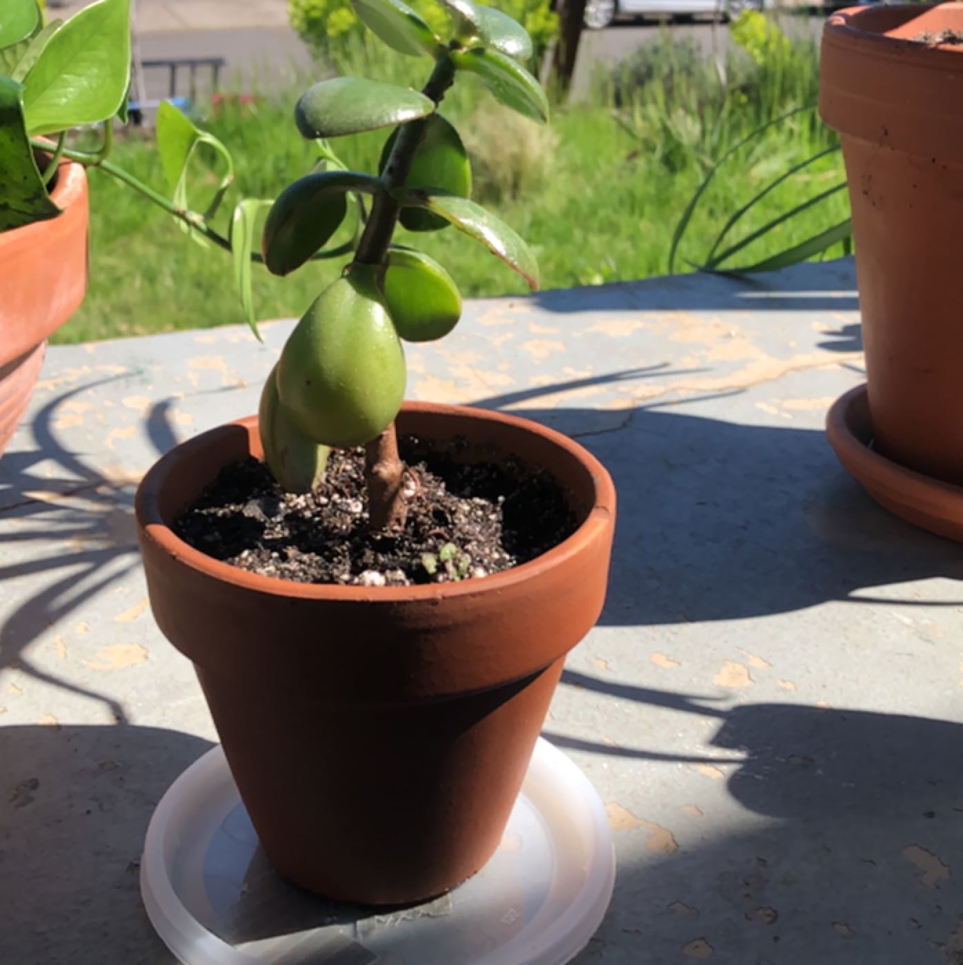 A healthy Jade Plant in a terracotta pot placed outdoors on a surface.
