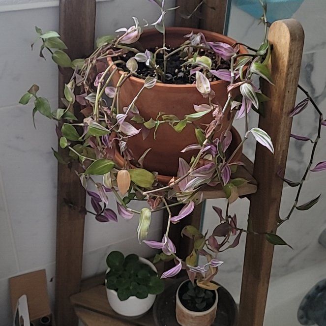 Photo of the plant species Tradescantia 'Lavendar' by @StudiousBibi named Luna on Greg, the plant care app