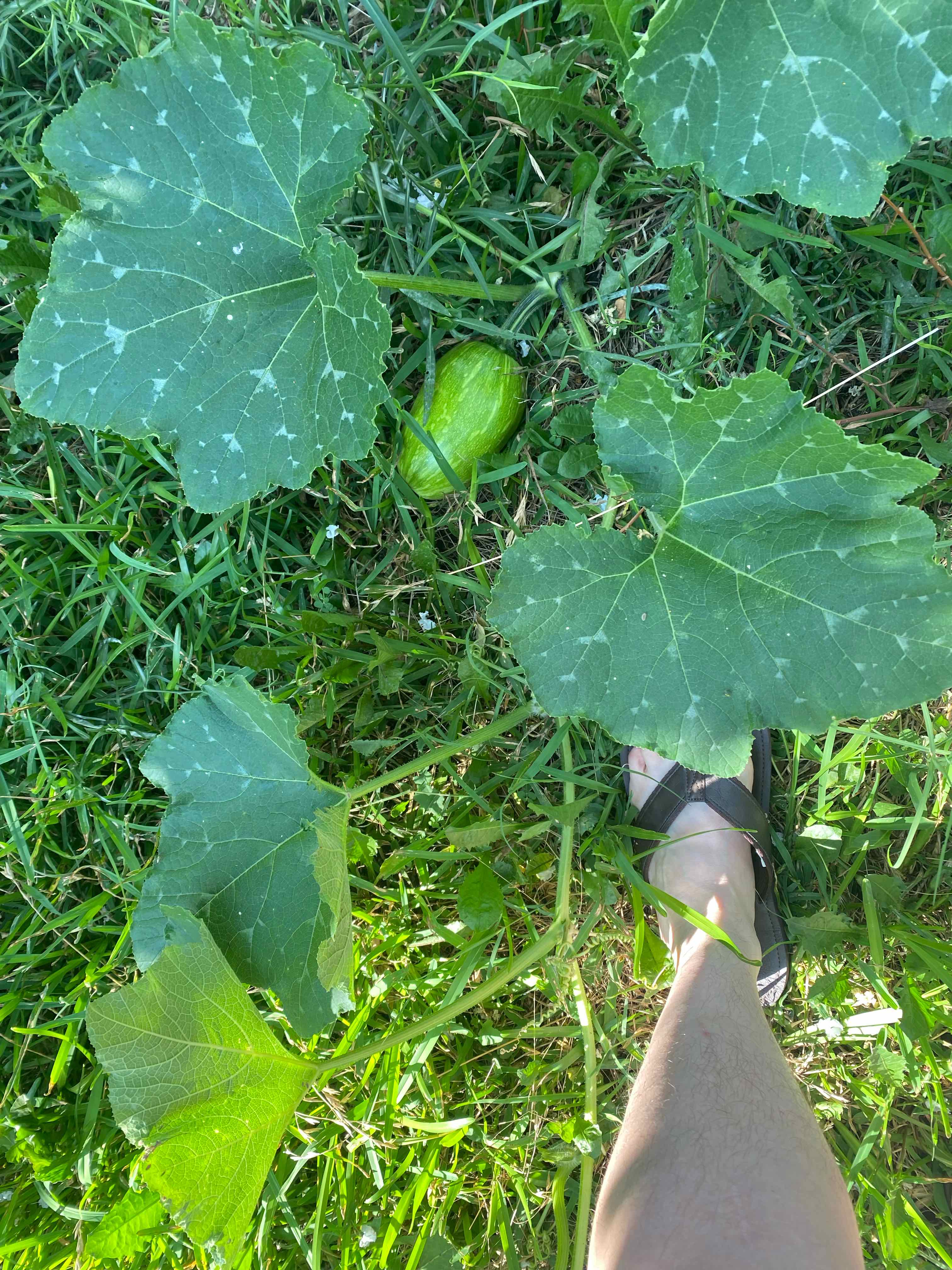 Butternut Pumpkin plant with large green leaves and a small developing pumpkin. Human leg visible.