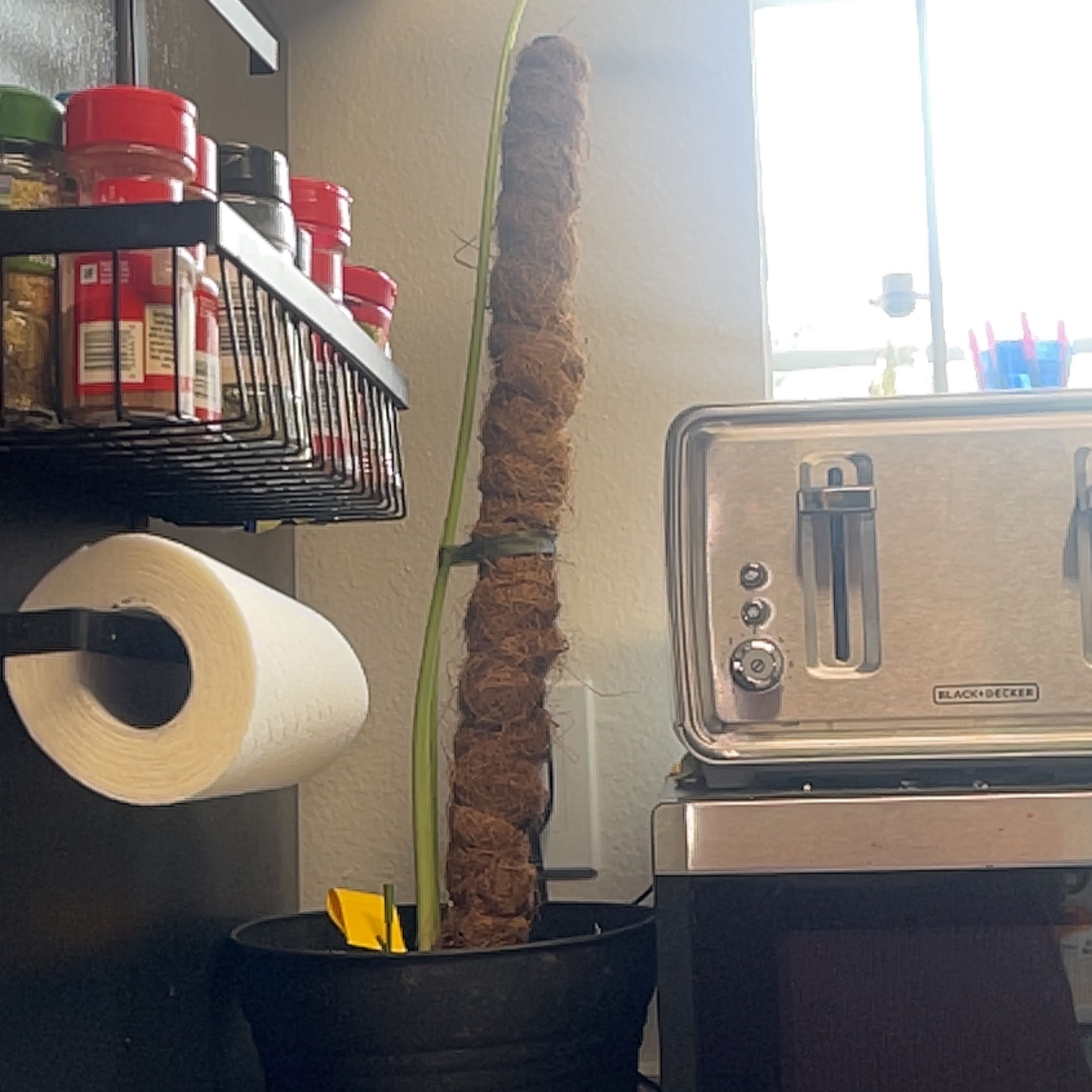 Photo of the plant species Illustris Colocasia by @GleefulAlfalfa named Kardashian on Greg, the plant care app