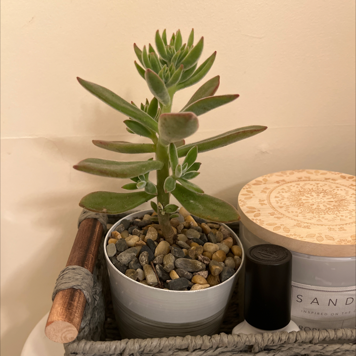A healthy Plush Plant in a pot with pebbles, placed in a decorative basket.
