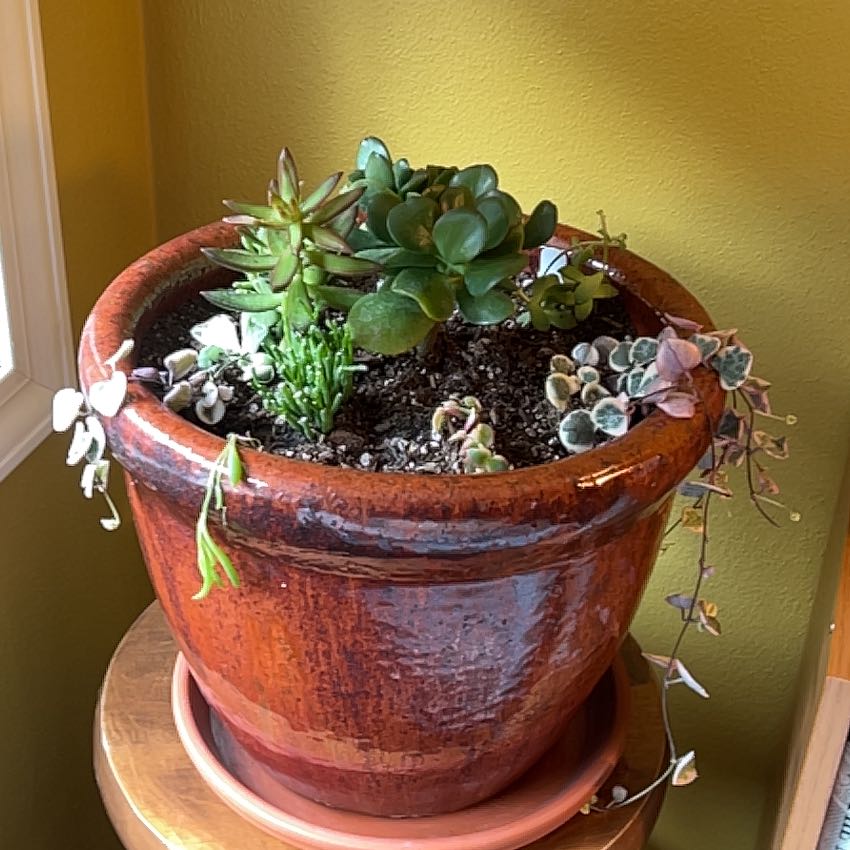 Photo of the plant species Jade by @FestiveLuronium named Spiro and friends on Greg, the plant care app
