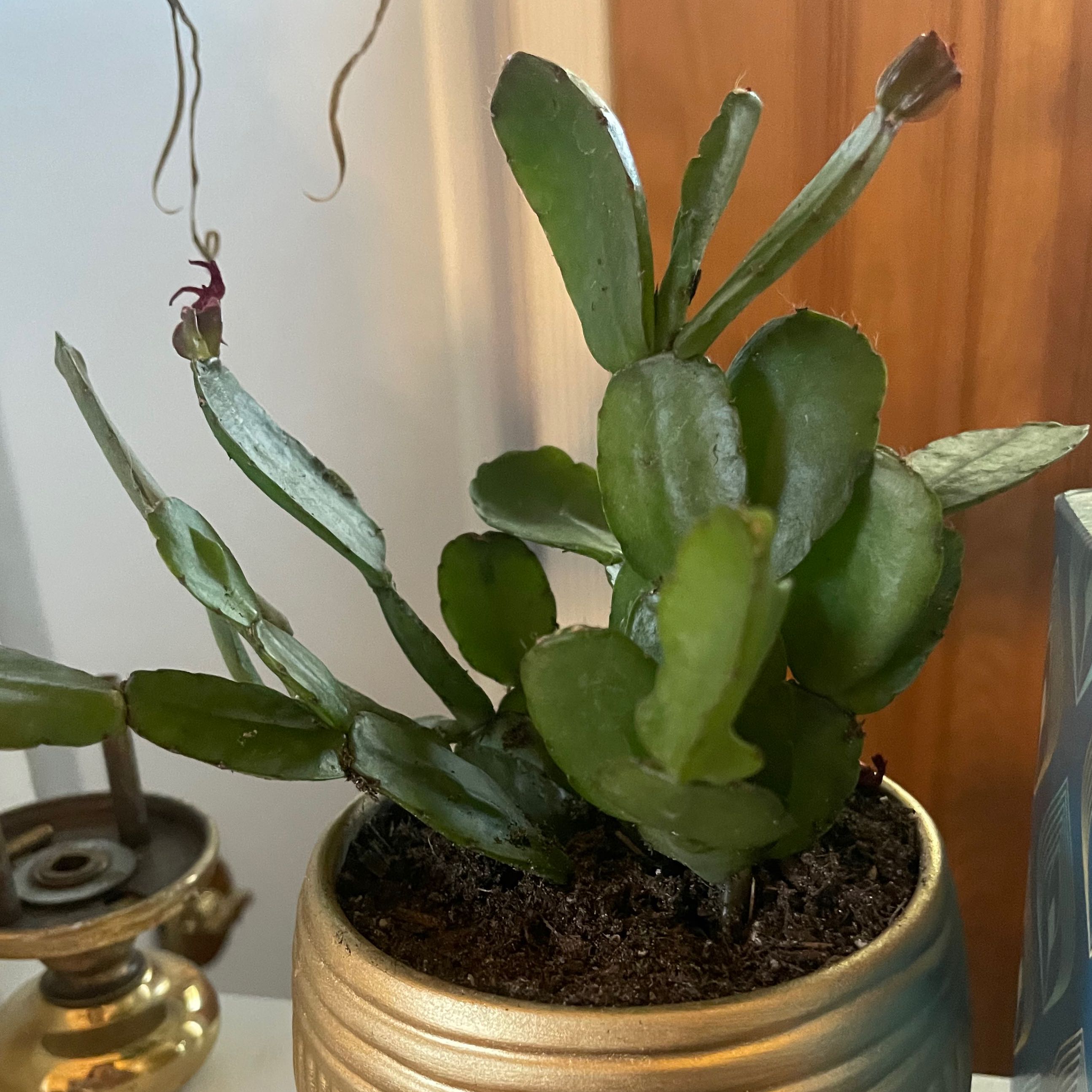 Sproutacus