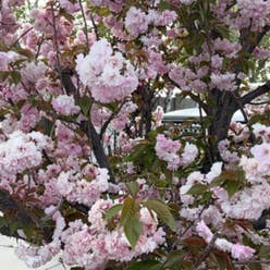 Japanese Flowering Cherry plant