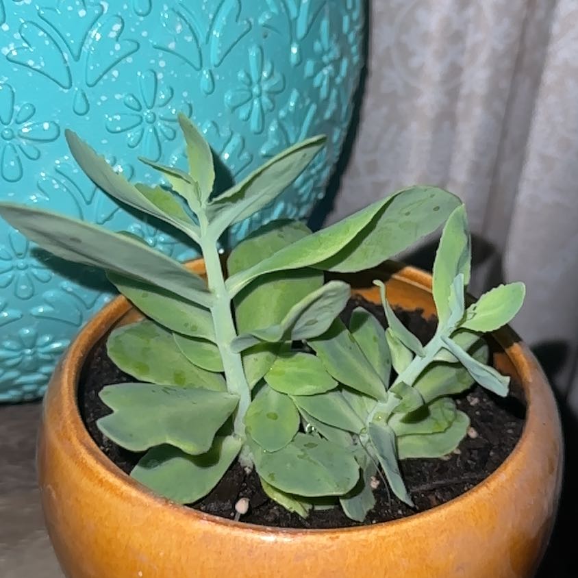 Photo of the plant species Live Forever Stonecrop by @LeadFord named Marilyn on Greg, the plant care app