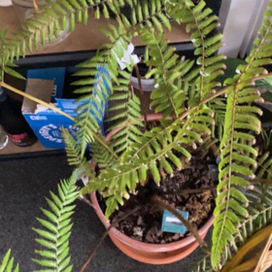 Plant care for Frigid Tree Fern on Greg, the plant care app