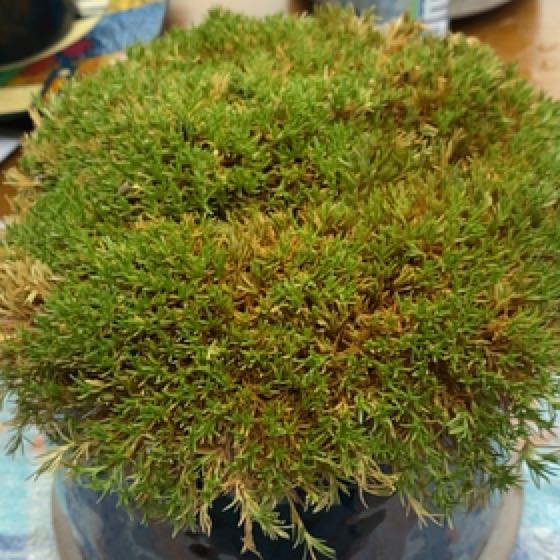 Photo of the plant species Australian Astroturf by @SupermanBoneset named Gregarious on Greg, the plant care app