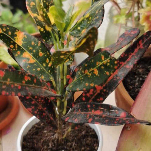 Photo of the plant species Croton Captain Kidd by @IconCowshorn named Surya on Greg, the plant care app