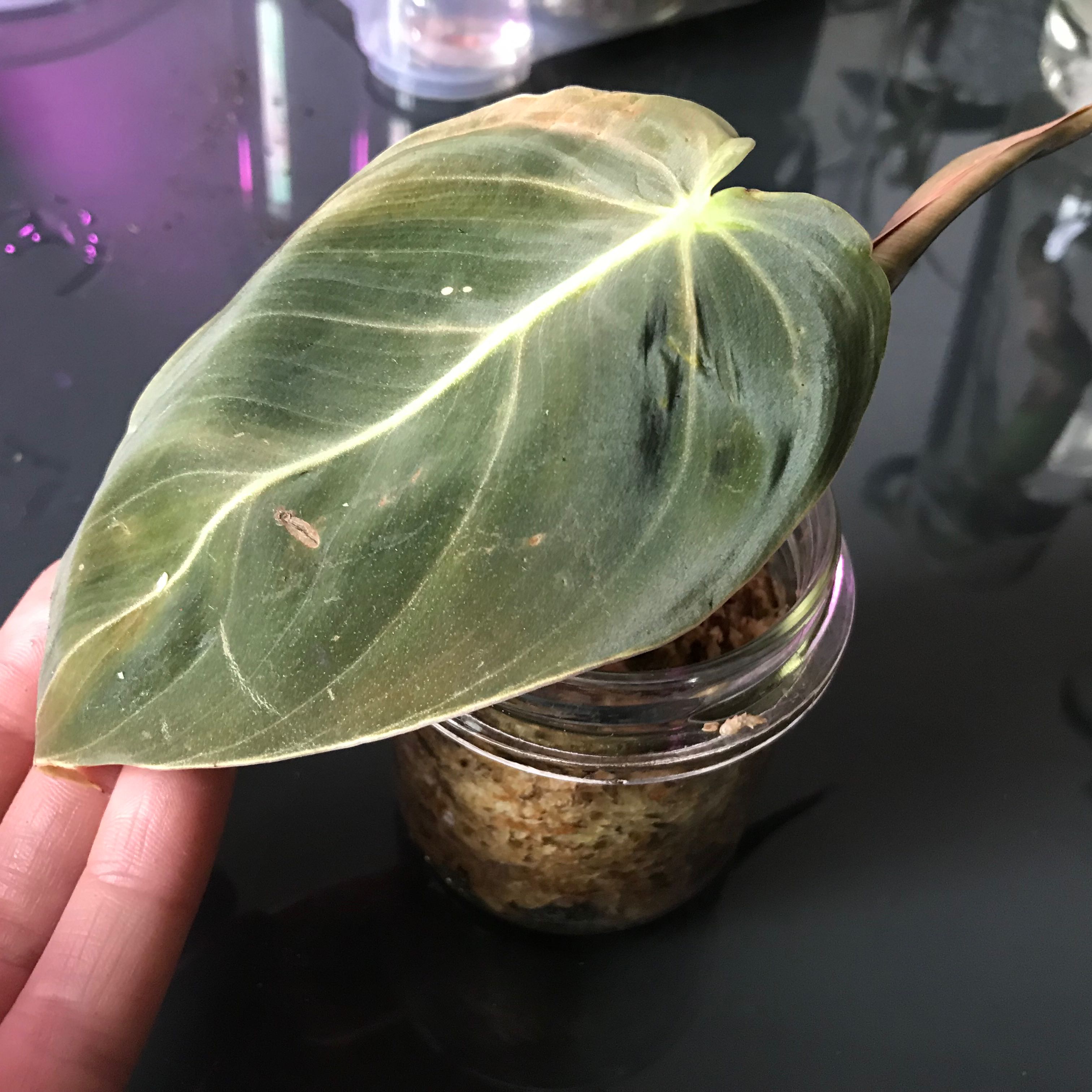 Philodendron gigas plant with a large leaf showing browning and black spots, in a clear container with visible soil.