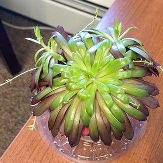 Hens and Chicks plant in Hammond, New York