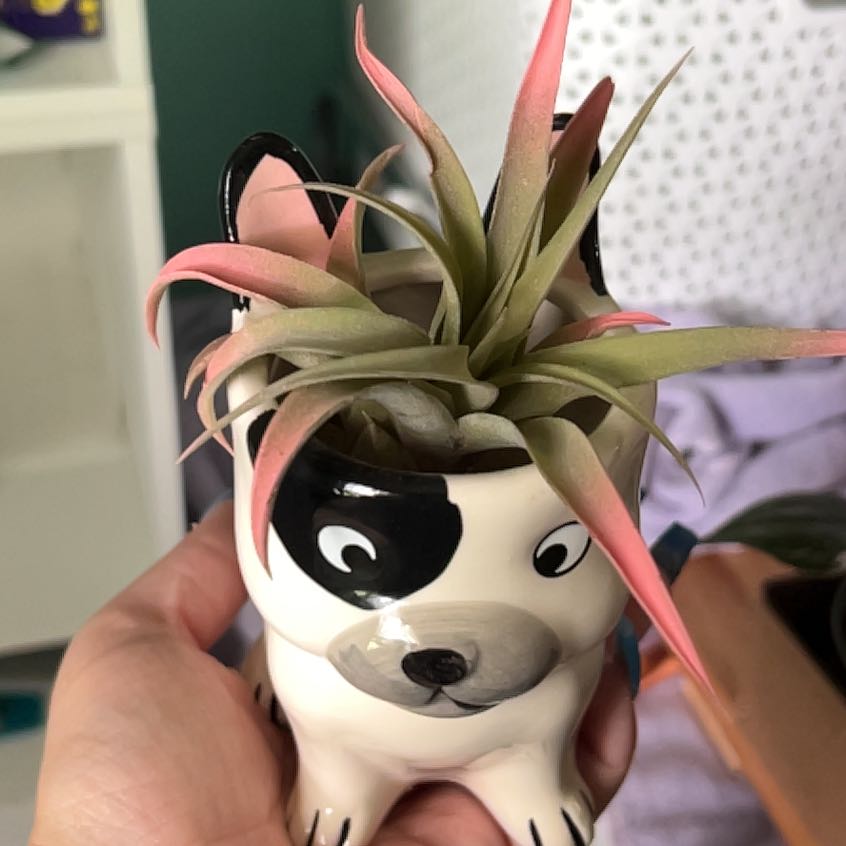 Capitata Air Plant in a decorative animal-shaped pot, held by a hand.