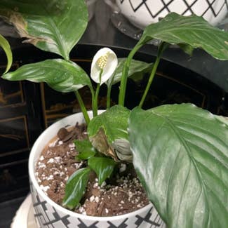 Peace Lily plant in Hammond, New York