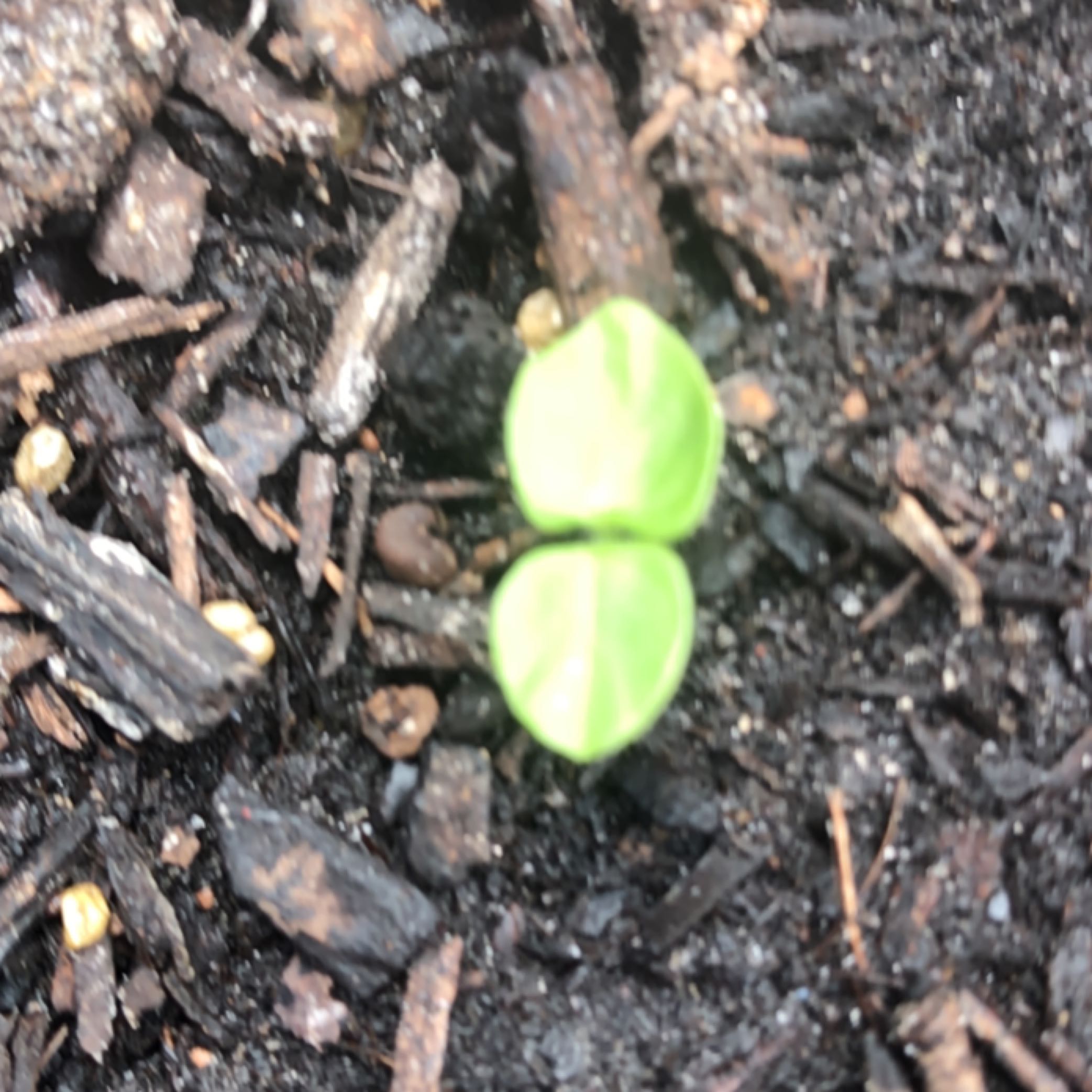 Photo of the plant species Red Beach Hibiscus by @IdolRosebush named Stella on Greg, the plant care app