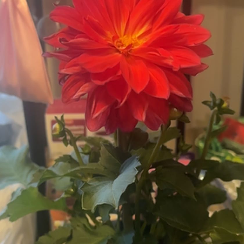 Photo of the plant species Hybrid Dahlia by @LadyLecanora named Oscar on Greg, the plant care app