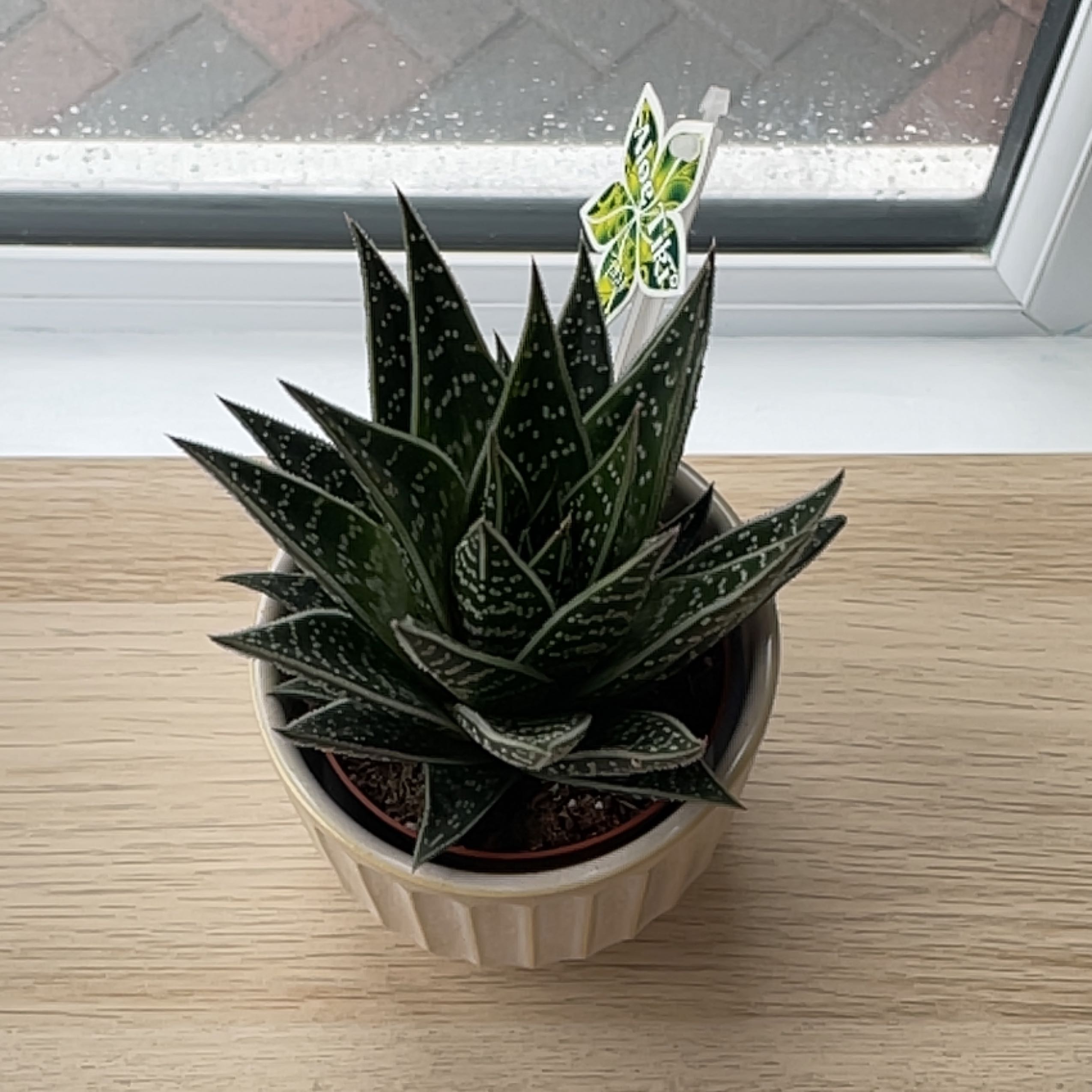 Photo of the plant species Aloe 'Tiki Zilla' by @CivilLilac named Shakira on Greg, the plant care app