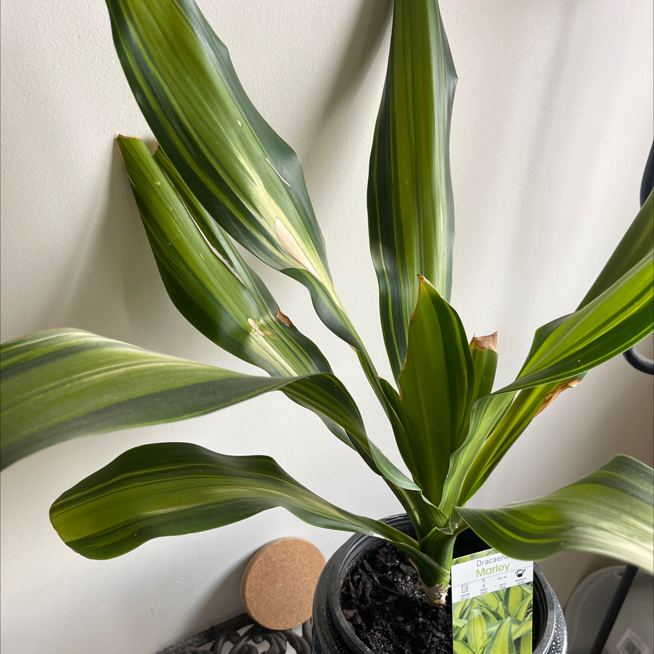 Photo of the plant species Happy Plant by @WhizbangPrasium named Marley on Greg, the plant care app