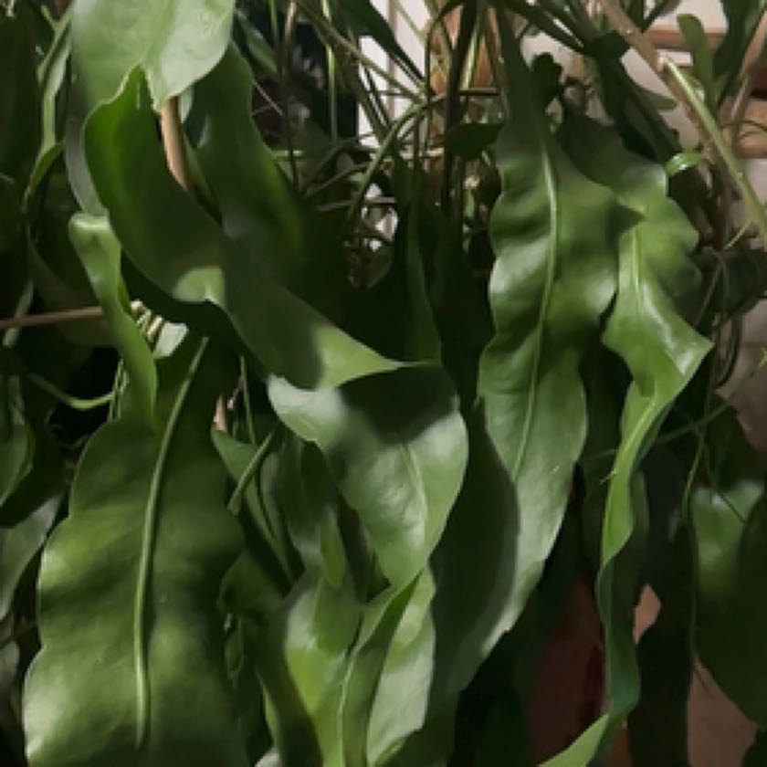 Photo of the plant species Epiphyllum pumilum by @CrucialWildramp named Peter Parker on Greg, the plant care app
