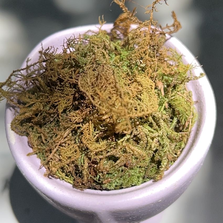 Close-up of Delicate Thuidium Moss in a small pot with some browning.
