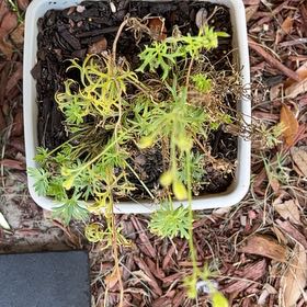 Photo of the plant species Longstalk Cranesbill by @EnduringMostii named Leonardo on Greg, the plant care app