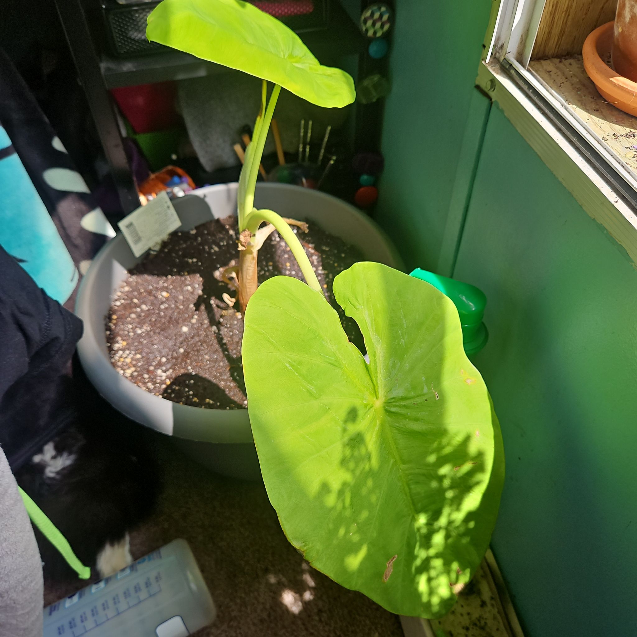 Photo of the plant species Colocasia 'Royal Hawaiian Maui Gold' by @HonoredApple named Aristotle on Greg, the plant care app