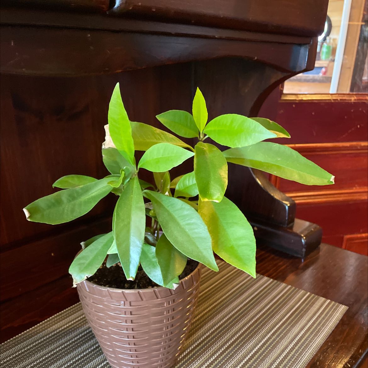 Potted Shoebutton plant with healthy green leaves on a table.