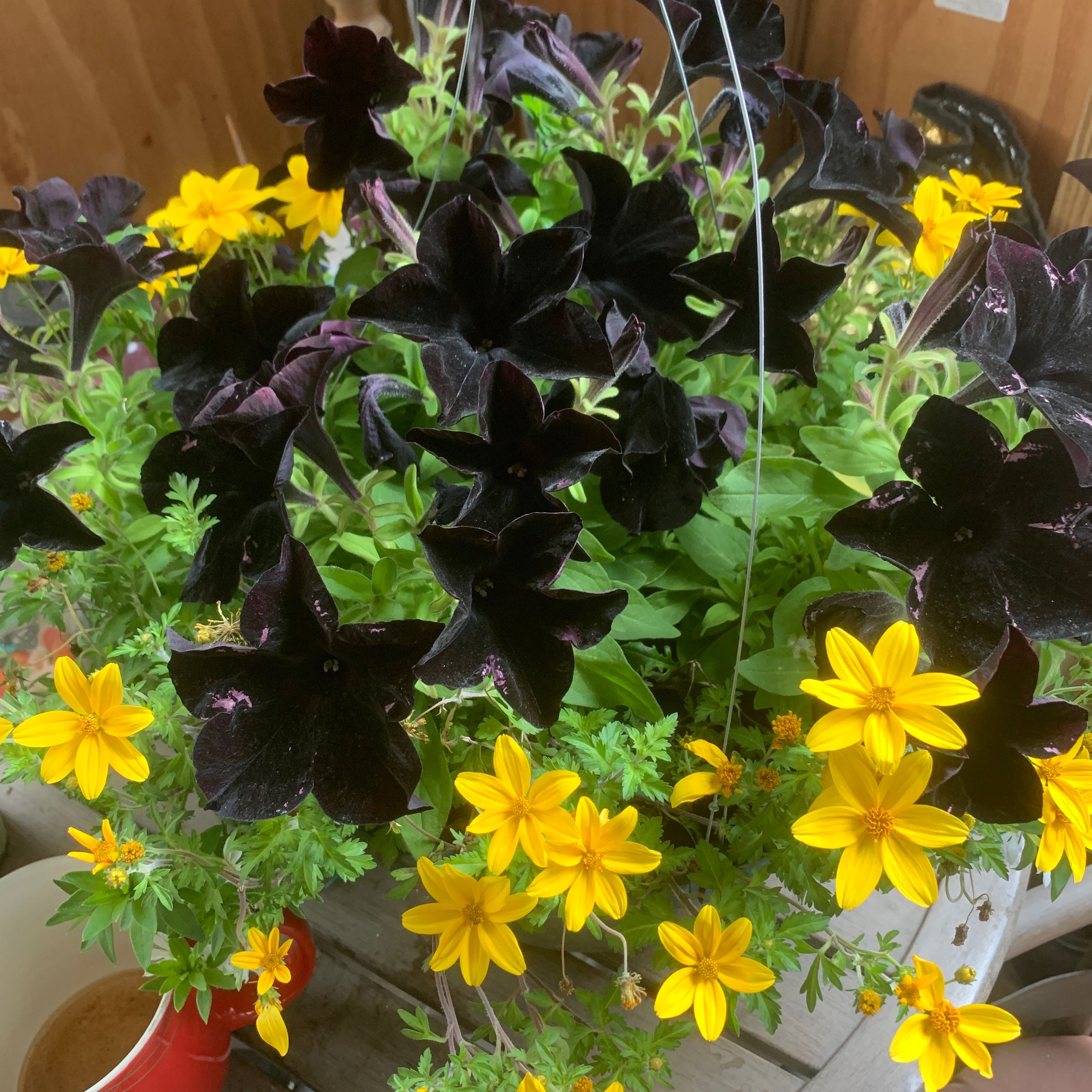 Photo of the plant species Sophistica® Blackberry Petunia by @DazzlingPepper named Petunia on Greg, the plant care app