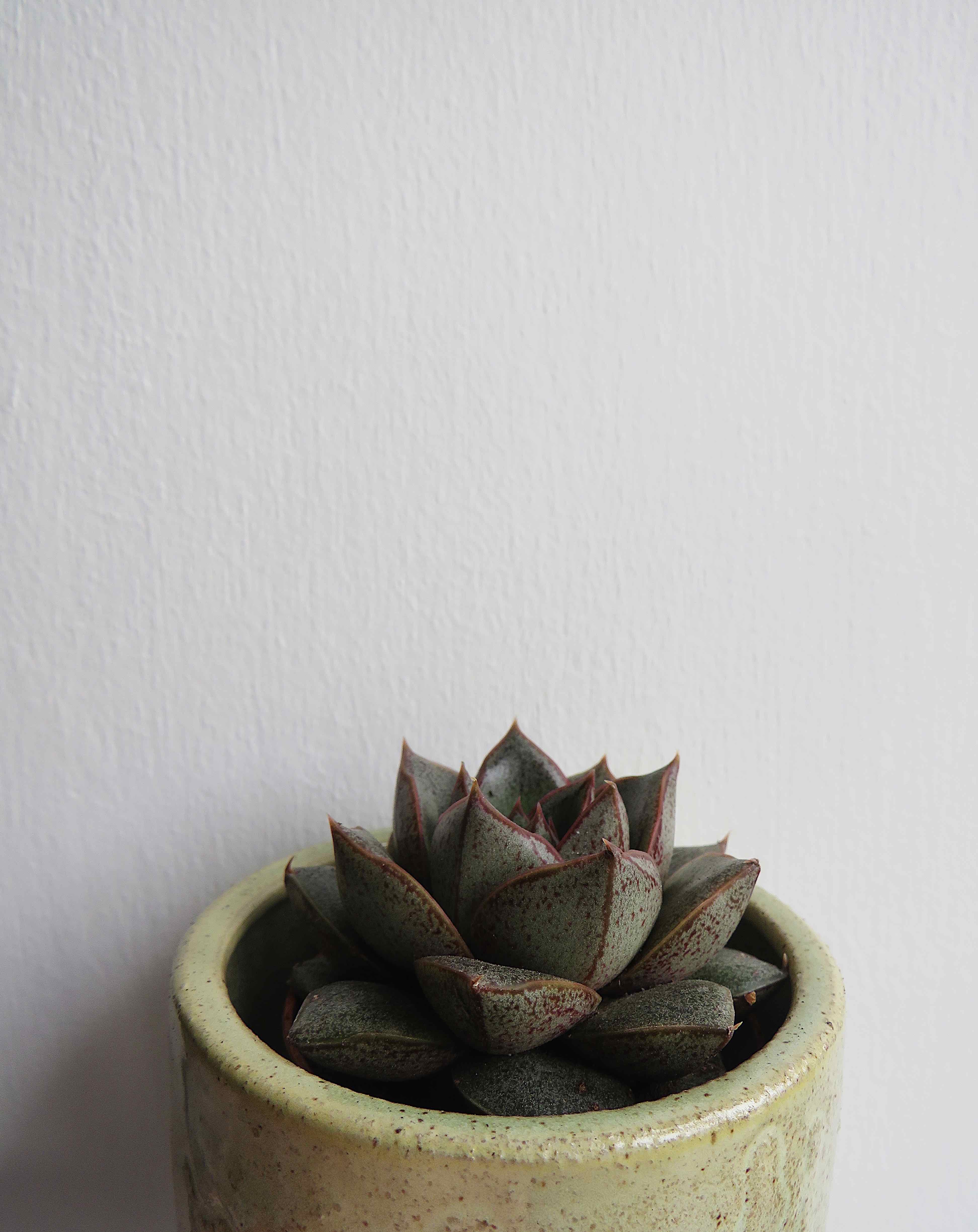 Echeveria purpusiorum succulent plant in a pot, healthy and well-centered.