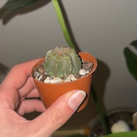 Plant care for Cliff Cotyledon on Greg, the plant care app