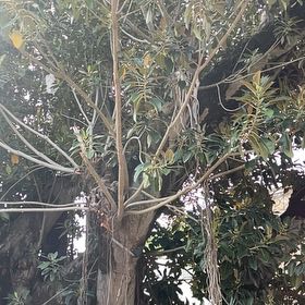 Photo of the plant species Moreton Bay Fig by @WholeKahikatea named Forrest on Greg, the plant care app