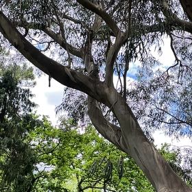 Photo of the plant species Tasmanian Blue Gum by @WholeKahikatea named Luna on Greg, the plant care app