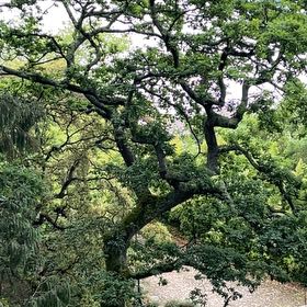 Photo of the plant species Camphor by @WholeKahikatea named Beyonce on Greg, the plant care app