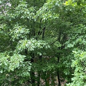 Photo of the plant species Pin Oak by @WholeKahikatea named Drake on Greg, the plant care app