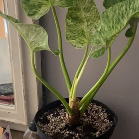 Photo of the plant species blizzard gigantium philodendron by @CrispLuronium named Shakira on Greg, the plant care app