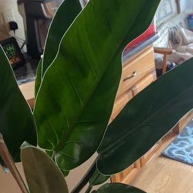 Photo of the plant species Philodendron Ruizii by @CrispLuronium named da Vinci on Greg, the plant care app
