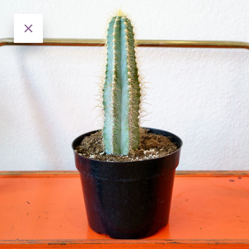 Photo of the plant species Blue Torch Cactus by @CrispLuronium named Hamilton on Greg, the plant care app