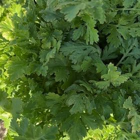 Photo of the plant species Feverfew by @BeefyKohleria named Captain Plant-it on Greg, the plant care app